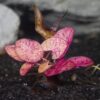Dwarf Aquarium Lily [Nymphaea Stellata] - Image 2