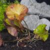 Dwarf Aquarium Lily [Nymphaea Stellata] - Image 3