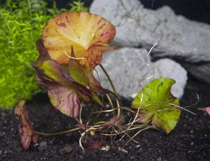 Dwarf Aquarium Lily [Nymphaea Stellata] - Image 3
