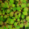 Ludwigia Repens - Image 2