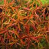 Ludwigia Arcuata 'Needle Leaf' Bundle - Image 2