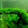 Christmas Moss [Vesicularia Montagnei]