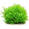 Giant Baby Tears [Micranthemum Umbrosum] - Image 3