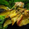 Dwarf Aquarium Lily [Nymphaea Stellata]