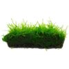 Weeping Moss [Vesicularia Ferriei]