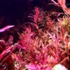 Rotala Vietnam H'Ra - Easy Live Aquarium Plant - Image 4
