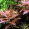 Mermaid Weed - Proserpinaca Palustris - Image 5