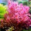 Rotala Macrandra - Image 2