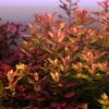Rotala Macrandra - Image 5