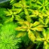 Mermaid Weed - Proserpinaca Palustris - Image 4
