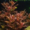 Rotala Macrandra - Image 4