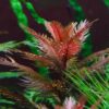 Mermaid Weed - Proserpinaca Palustris - Image 2