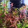 Ammania Gracilis - Image 7