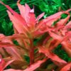 Ammania Gracilis