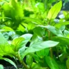 Staurogyne Repens