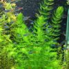 Hornwort-Coontail [Ceratophyllum Demersum] - Image 2