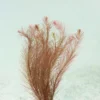 Rotala Wallichii [Whorly Rotala]