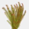 Rotala Wallichii [Whorly Rotala] - Image 7