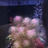 Rotala Wallichii [Whorly Rotala] - Image 3
