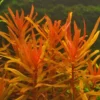 Ammania Gracilis - Image 3