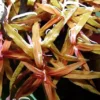 Ammania Gracilis - Image 2