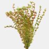 Rotala Vietnam H'Ra - Easy Live Aquarium Plant - Image 3