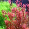 Rotala Vietnam H'Ra - Easy Live Aquarium Plant - Image 6