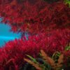 Rotala Vietnam H'Ra - Easy Live Aquarium Plant