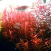 Rotala Vietnam H'Ra - Easy Live Aquarium Plant - Image 5