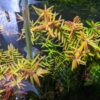 Rotala Vietnam H'Ra - Easy Live Aquarium Plant - Image 2