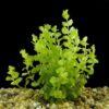 Golden Lloydiella-Golden Creeping Jenny [Lysimachia nummularia 'Aurea'] - Image 3