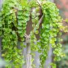 Golden Lloydiella-Golden Creeping Jenny [Lysimachia nummularia 'Aurea'] - Image 6