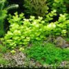 Golden Lloydiella-Golden Creeping Jenny [Lysimachia nummularia 'Aurea'] - Image 5