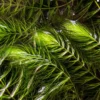 Hornwort-Coontail [Ceratophyllum Demersum] - Image 3