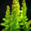 Hornwort-Coontail [Ceratophyllum Demersum] - Image 5