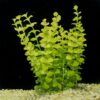 Golden Lloydiella-Golden Creeping Jenny [Lysimachia nummularia 'Aurea'] - Image 4