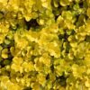 Golden Lloydiella-Golden Creeping Jenny [Lysimachia nummularia 'Aurea'] - Image 2