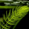 Hornwort-Coontail [Ceratophyllum Demersum] - Image 4