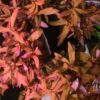 Ammania Gracilis - Image 4