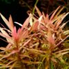 Ammania Gracilis - Image 6
