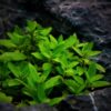 Staurogyne Repens - Image 3