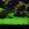 Staurogyne Repens - Image 5
