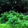Staurogyne Repens - Image 4