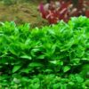 Staurogyne Repens - Image 2