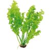 Aponogeton Ulvaceus [Aquarium & Pond Aquatic Plant] - Image 2