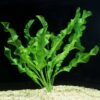 Aponogeton Ulvaceus [Aquarium & Pond Aquatic Plant] - Image 3