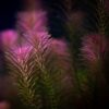 Rotala Wallichii [Whorly Rotala] - Image 2