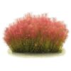 Rotala Wallichii [Whorly Rotala] - Image 4