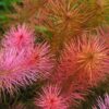Rotala Wallichii [Whorly Rotala] - Image 5