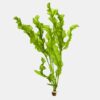 Aponogeton Ulvaceus [Aquarium & Pond Aquatic Plant]